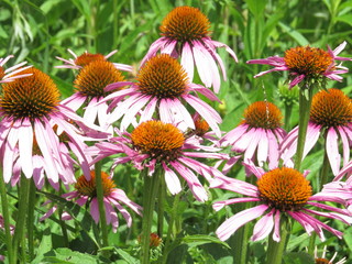 Group or Cluster of Purple Coneflowers in Summer in Ohio