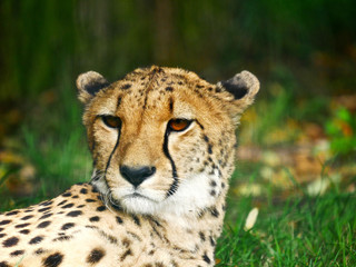 Guépard