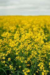 A huge yellow rape field. Agriculture