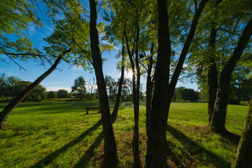 Fototapeta na wymiar Sunlight through the trunks of trees. Morning in the summer park