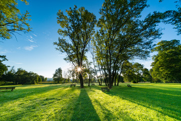 Sunlight through the trunks of trees. Morning in the summer park