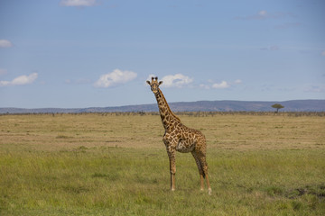 Giraffe