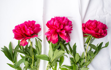 Red peony flowers on white background
