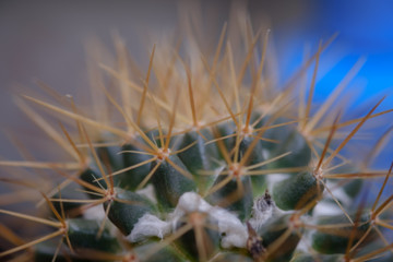 Cactus / Blur of cactus, use as background.