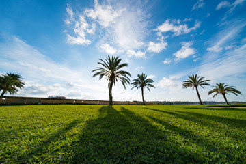 Fototapeta na wymiar Palm trees on a green meadow