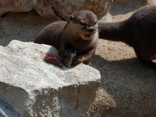 otter mouth open