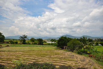 Fototapeta na wymiar Countryside landscape with rice fields and cow herd next to mountains