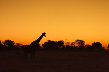 Fototapeta na wymiar Giraffe silhouetted against sunset sky