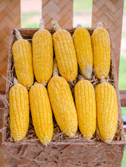 Group of corn in wooden box