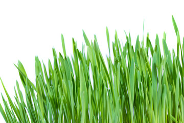 Fototapeta na wymiar green grass on white background