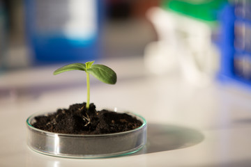 Young  green plant on petri dish in genetic laboratory