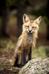 Naklejka na ściany i meble A curious red fox regards a viewer calmly in Colorado