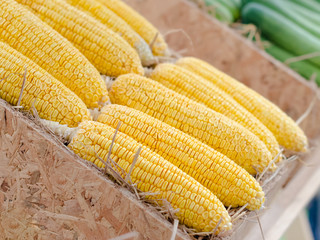 Group of yellow corn in wooden box