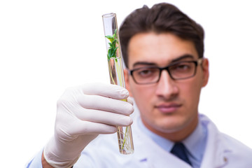 Scientist with green seedling in glass isolated on white