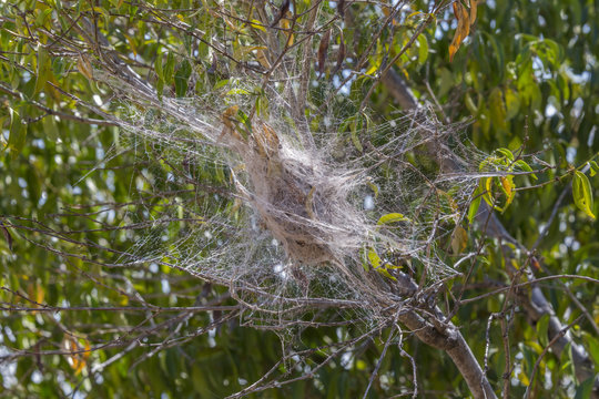 African social velvet spider