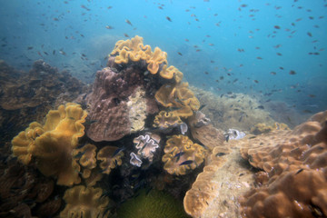 underwater world - coral reef