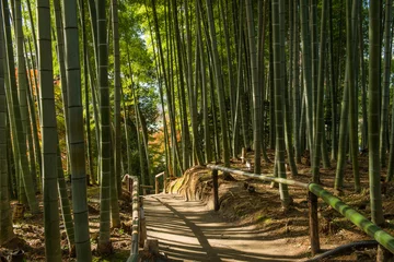 Papier Peint photo Lavable Bambou Bamboo forest, Japan