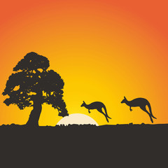 Fototapeta na wymiar Africa, tree kangaroo, sun