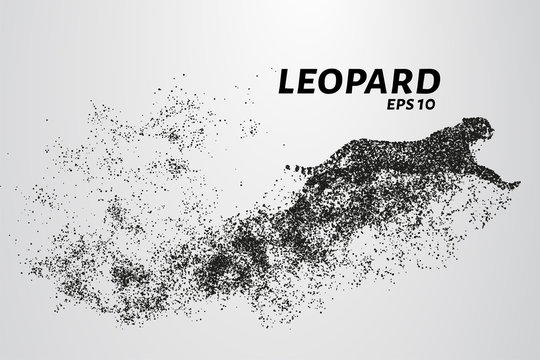 Leopard of particles. The leopard consists of circles and points. Vector illustration.