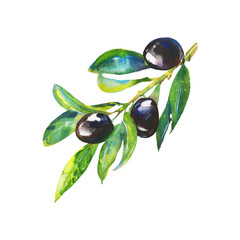 Watercolor black olive. Hand drawn isolated olives branch on white background. Painting realistic illustration