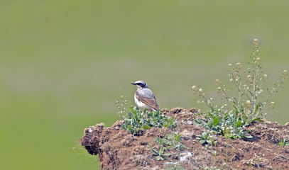 little bird sits on a hill