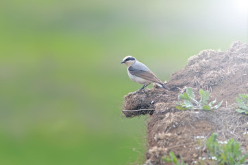 little bird sits on a hill