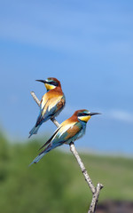 bee-eaters sitting on a branch