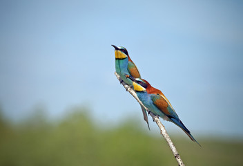 bee-eaters sitting on a branch