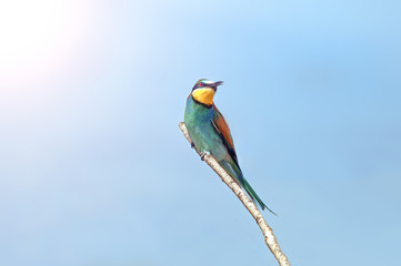 bee-eaters sitting on a branch
