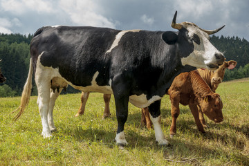 Naklejka na ściany i meble Cattle breed charolaise on the pasture