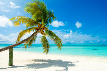 Obraz na płótnie Canvas Fallen palm tree on a sandy beach along the turquoise ocean