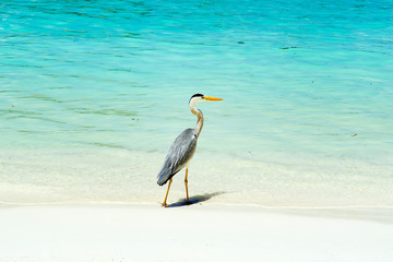 Tropical bird of the heron family sitting on the edge of the pool