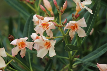 Oleander in Orange: Wunderschöne Gartenblume