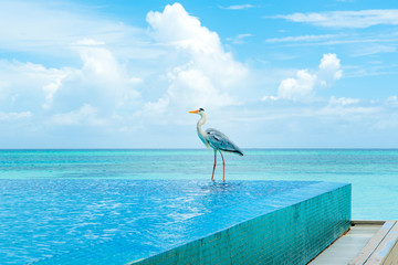 Fototapeta premium Tropical bird of the heron family sitting on the edge of the pool