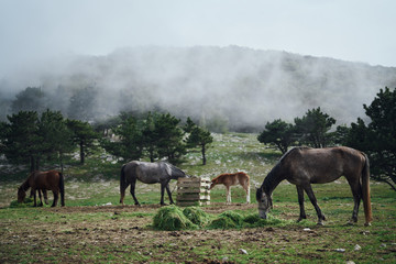 Fototapeta premium Horses graze in a meadow in the mountains and eat grass