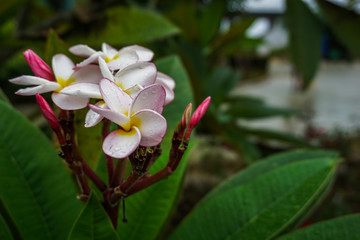 Champa Flower Pink Flower