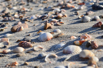 Unspoiled beach with shells