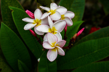 Champa Flower Pink Flower