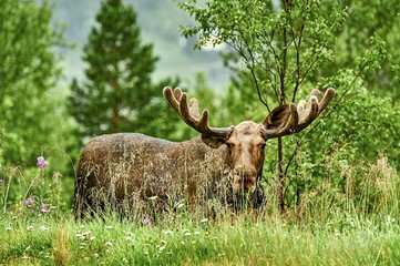 Wild moose standing in the rain, Norway around Lom