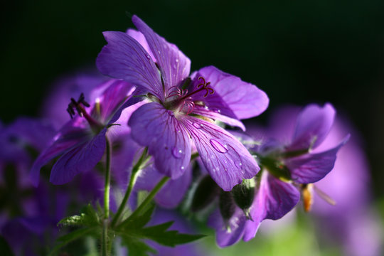 Fototapeta Large flowers of a geranium./Large violet flowers of a geranium are shined non-uniformly. On petals there are water drops. Behind a black and green background.