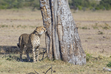 Cheetah