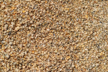 Seashells background