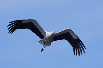 White stork (Ciconia ciconia)