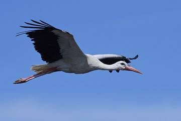 White stork (Ciconia ciconia)