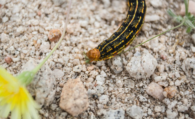 Lunch for the little