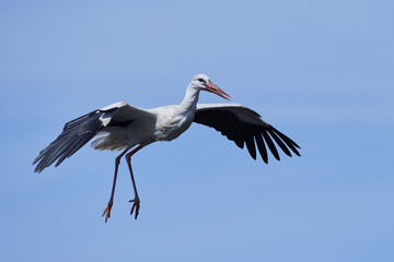White stork (Ciconia ciconia)