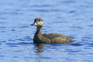 Melanitta nigra. The female duck swims on the lake in the Yamal tundra