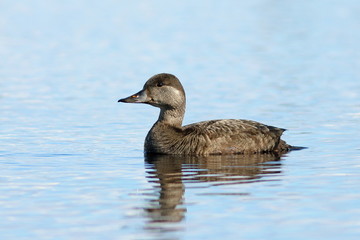 Melanitta nigra. Female ducks close up on a lake in the Yamal tundra