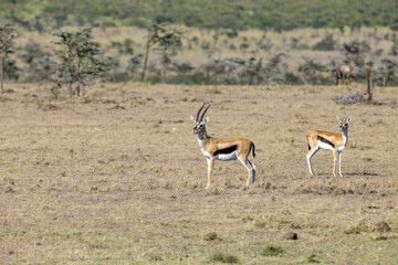 Thomson's Gazelle