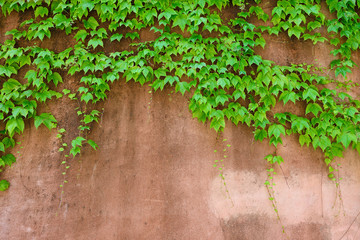 Background old wall and ivy leaves